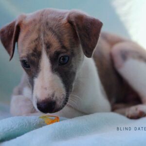 IMG_0318_BlindDate_1