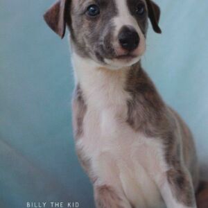 IMG_0265_BillyTheKid_4