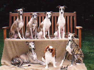 Unsere Whippets